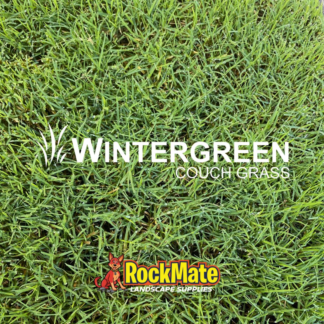 WINTERGREEN COUCH TURF