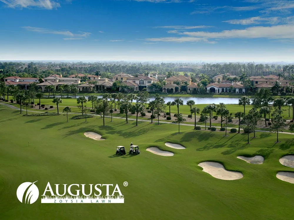 AUGUSTA ZOYSIA TURF