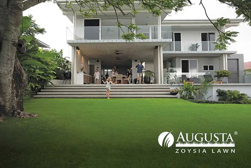 AUGUSTA ZOYSIA TURF