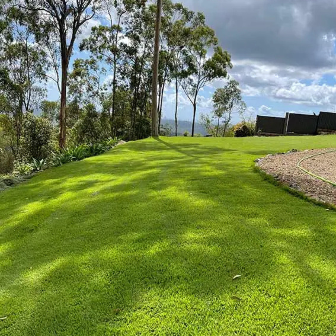 A lush EMPIRE ZOYSIA TURF lawn by AUSTRALIAN LAWN CONCEPTS, bordered by tall trees and a garden bed, shines under a partly cloudy sky. A fence in the background completes this perfect, low-maintenance lawn setting.