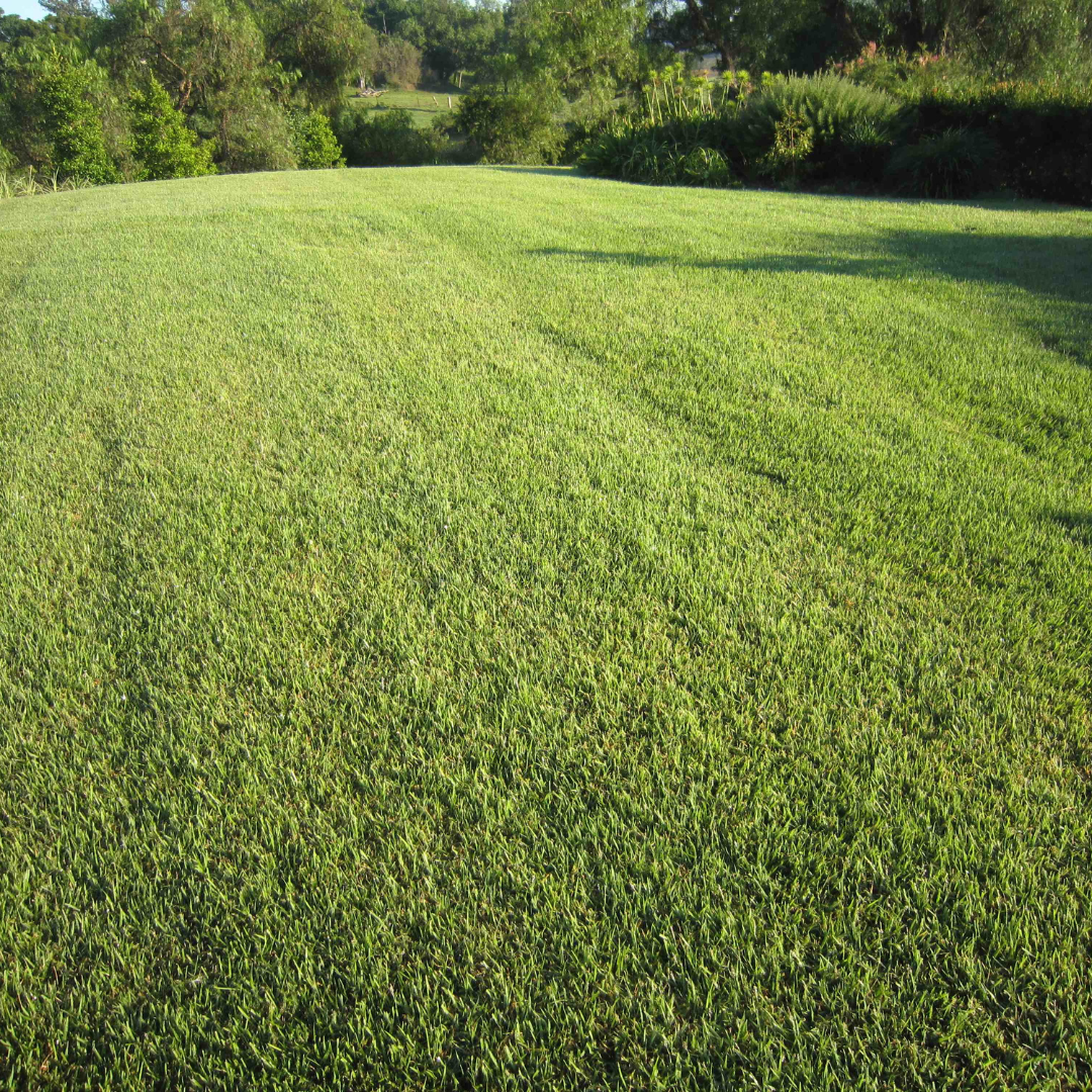 A spacious, well-kept lawn with lush green EMPIRE ZOYSIA TURF from AUSTRALIAN LAWN CONCEPTS, known for drought tolerance and low maintenance, bordered by trees and shrubs under natural daylight.