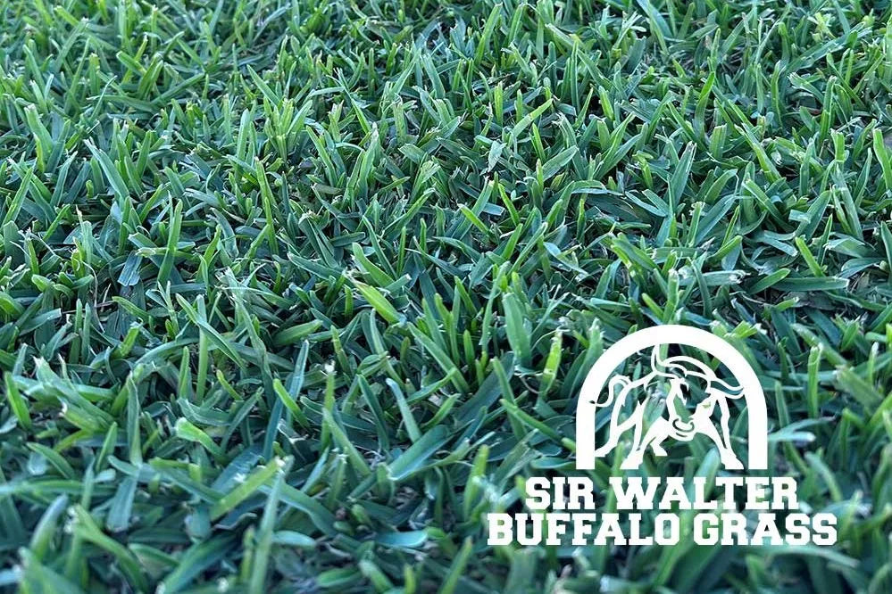 SIR WALTER TURF