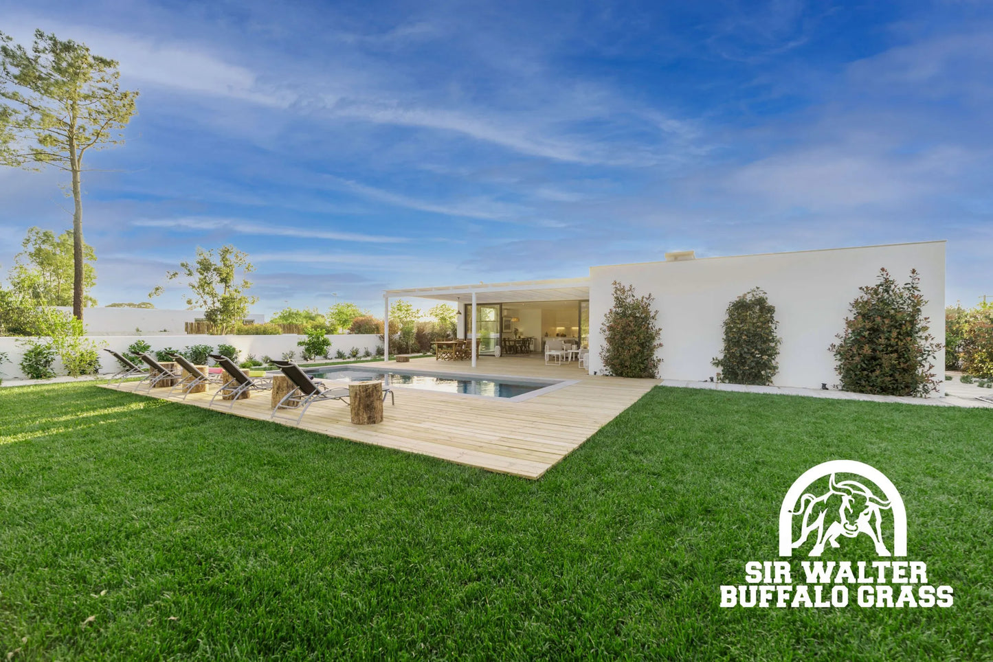 SIR WALTER TURF