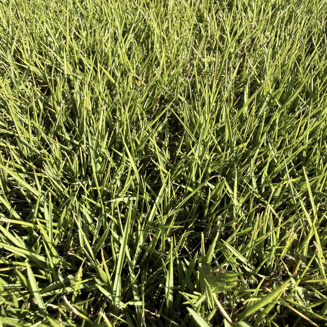 Augusta Zoysia Turf