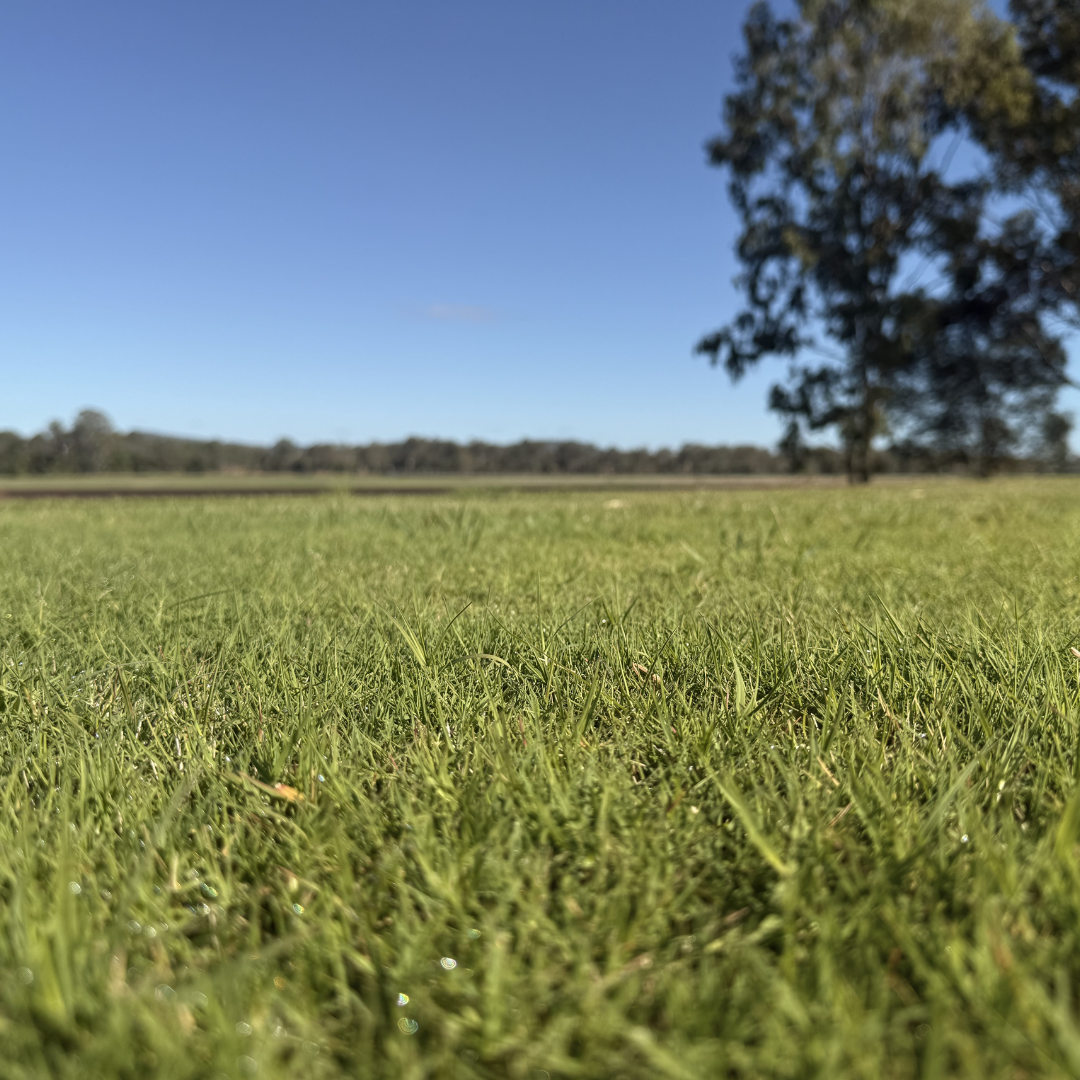 Wintergreen Couch Turf