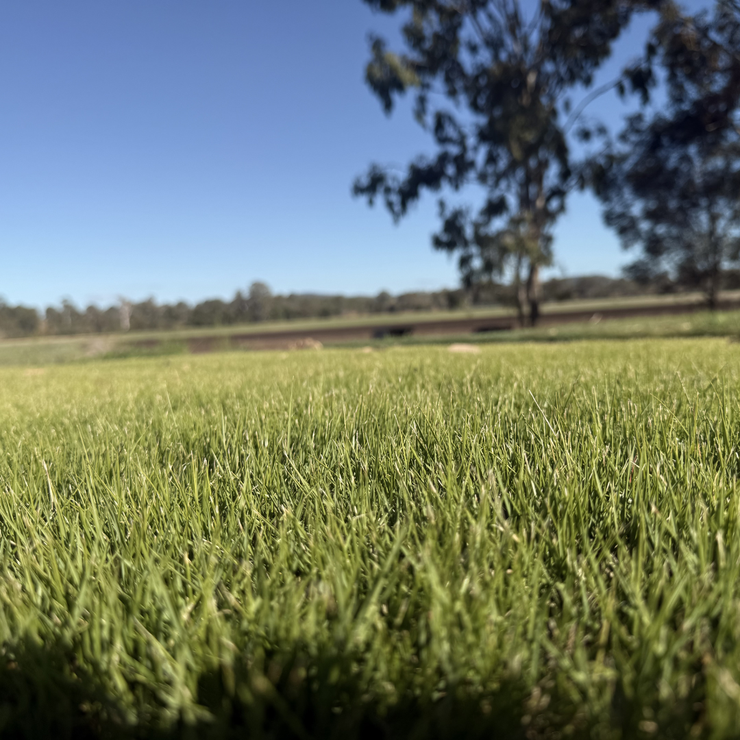 Augusta Zoysia Turf