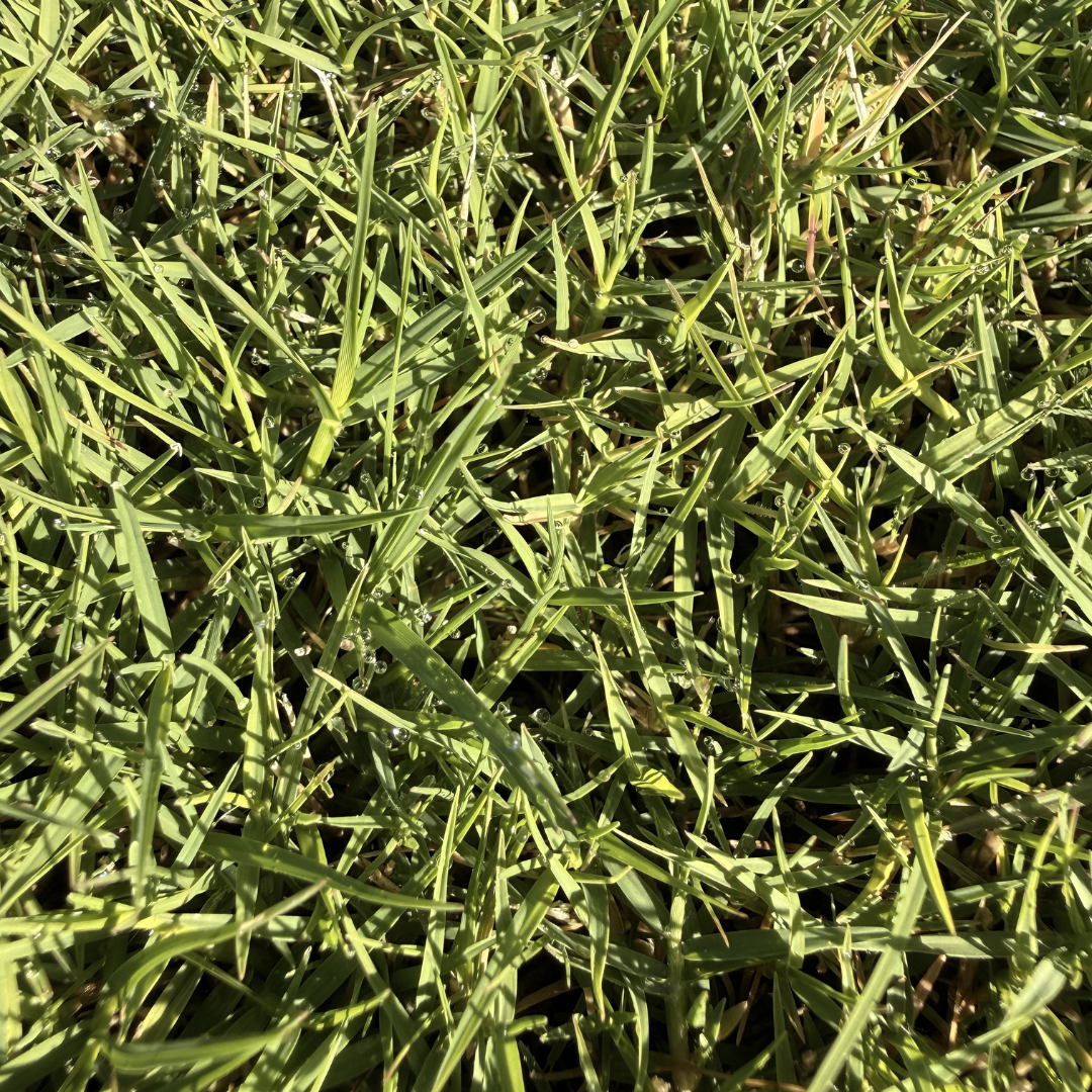 Wintergreen Couch Turf