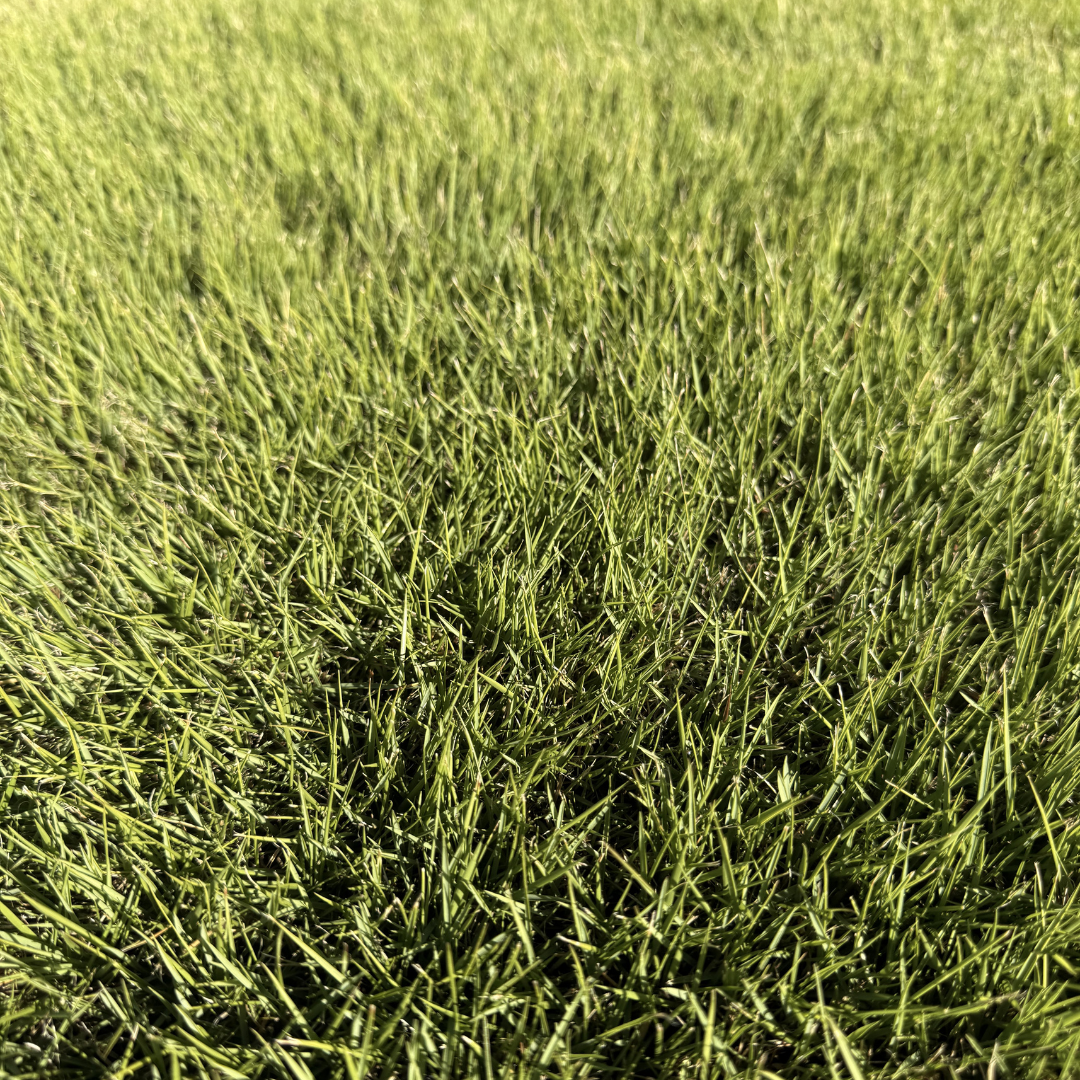 Augusta Zoysia Turf
