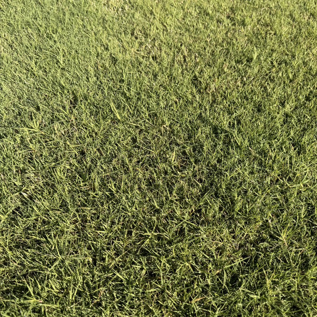 Wintergreen Couch Turf