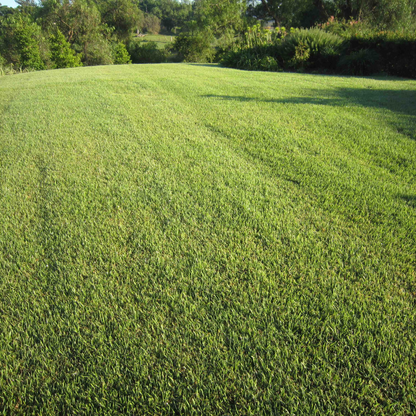 A spacious, well-kept lawn with lush green EMPIRE ZOYSIA TURF from AUSTRALIAN LAWN CONCEPTS, known for drought tolerance and low maintenance, bordered by trees and shrubs under natural daylight.